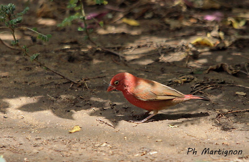 Amarante du Sénégal mâle, identification