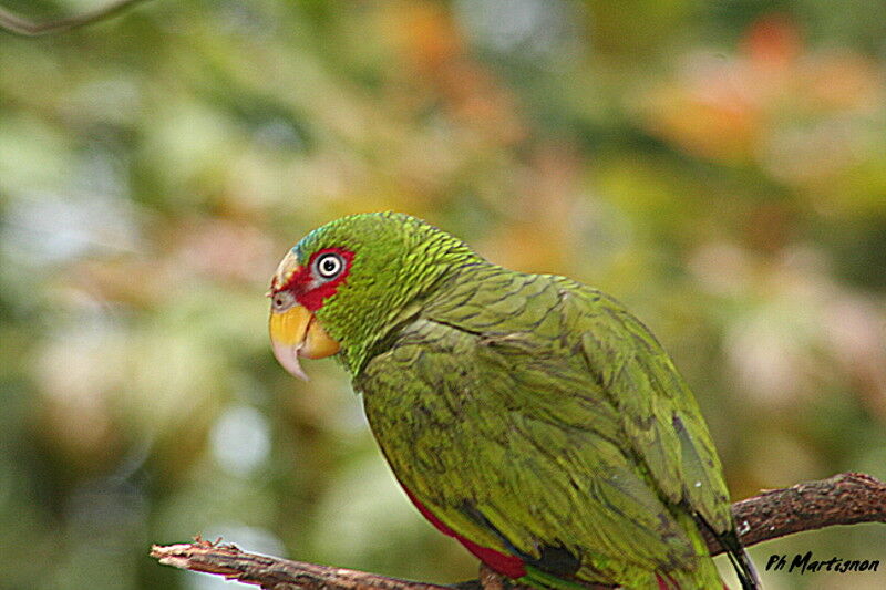 Amazone à front blanc, identification