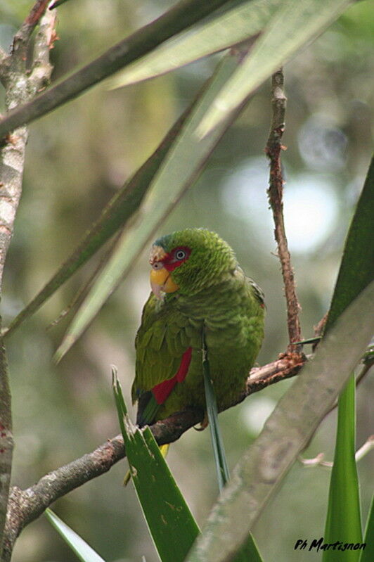 White-fronted Amazon, identification