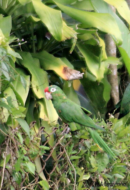 Amazone à lores rouges