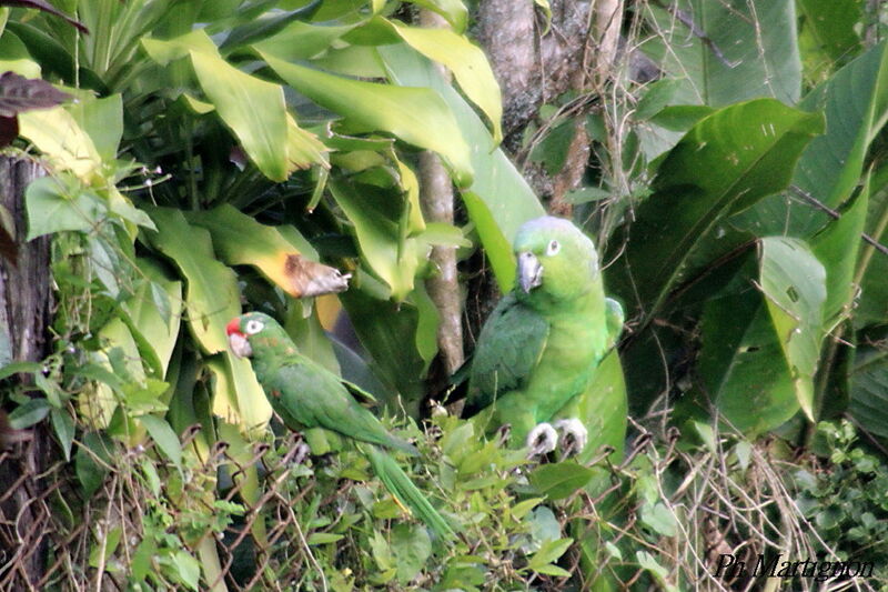 Red-lored Amazon