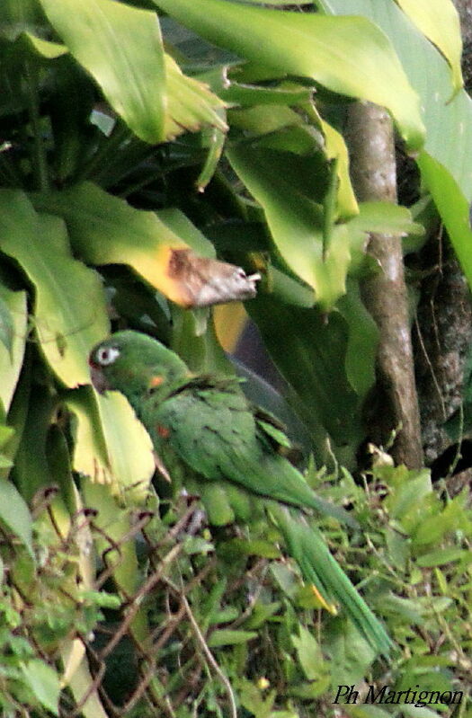 Amazone poudrée