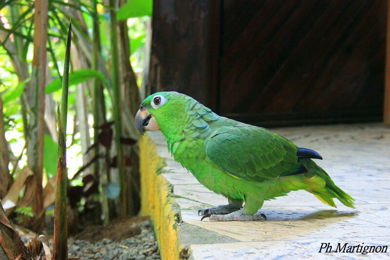 Amazone poudrée