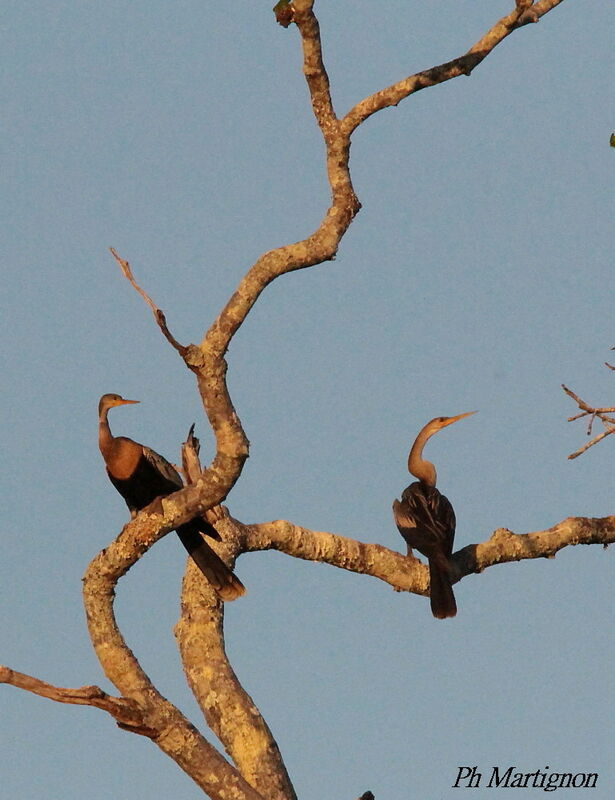 Anhinga, identification