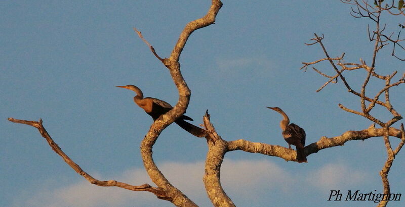 Anhinga, identification