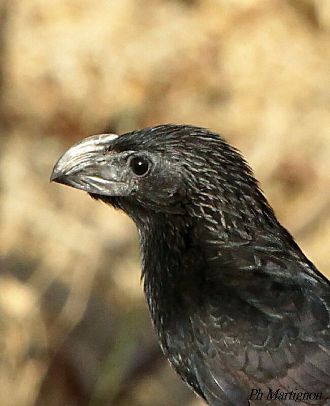 Ani à bec cannelé, identification