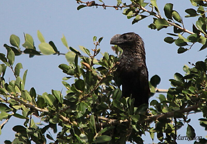 Smooth-billed Ani, identification