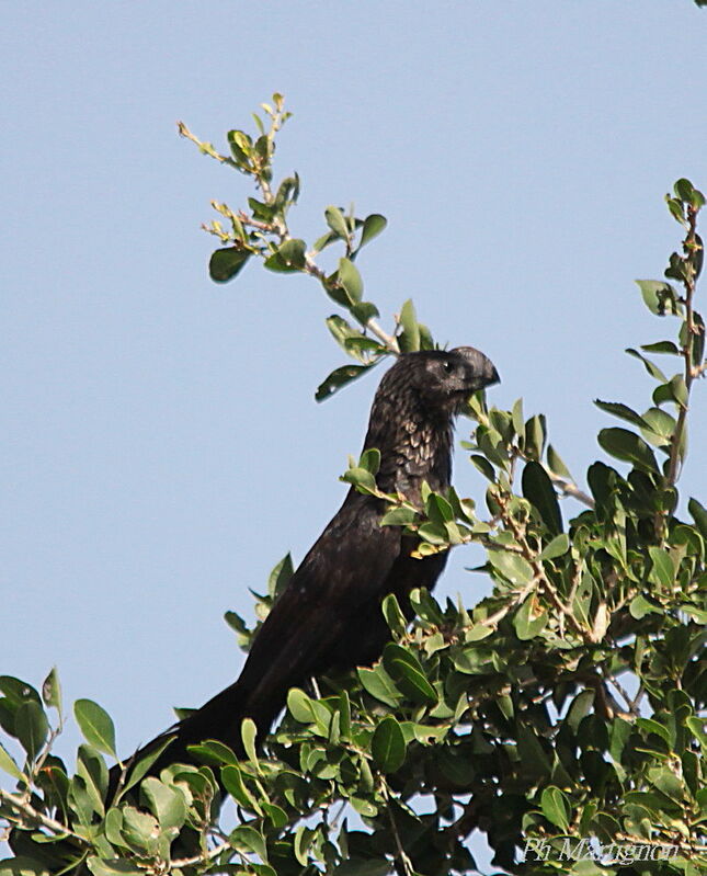 Smooth-billed Ani