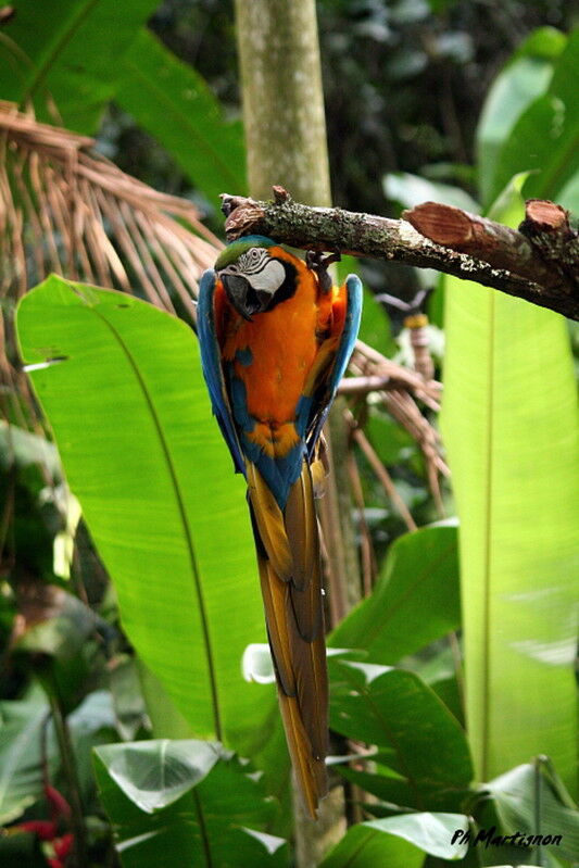 Blue-and-yellow Macaw