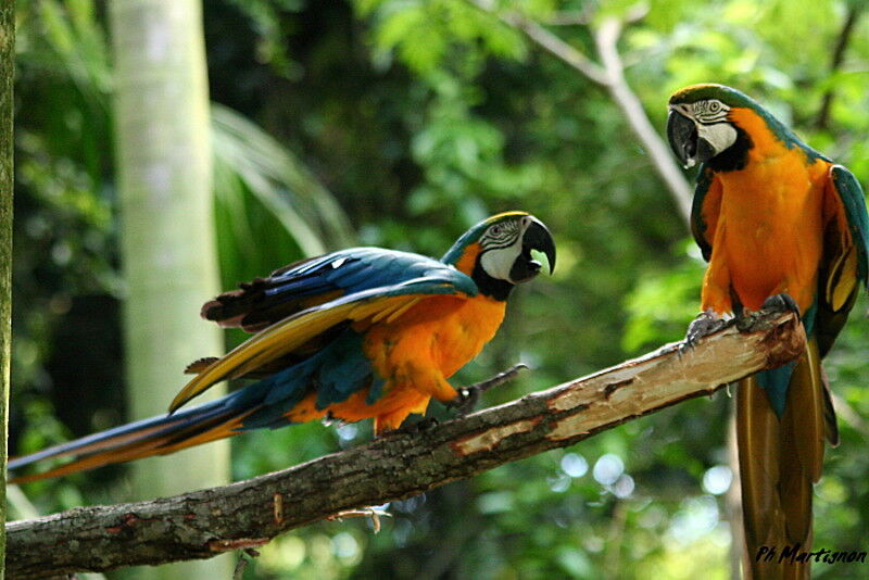 Blue-and-yellow Macaw