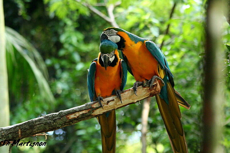 Blue-and-yellow Macaw