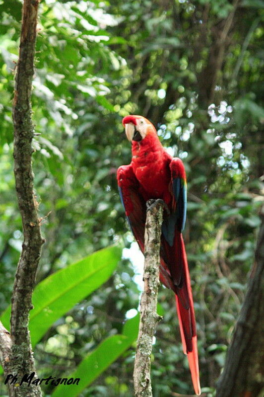 Scarlet Macaw