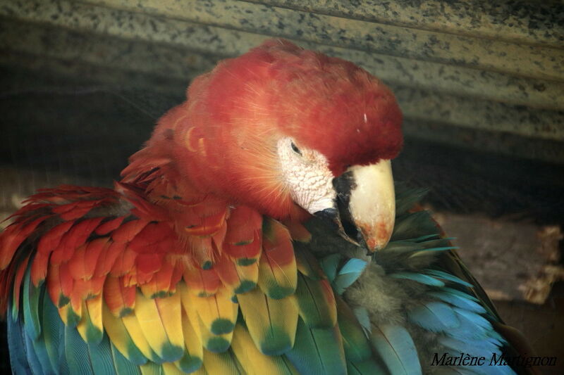 Scarlet Macaw, identification