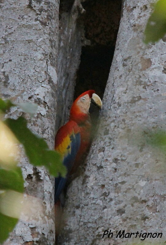 Scarlet Macaw, identification