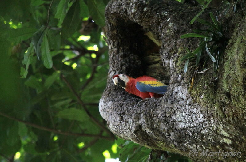 Ara rouge, identification