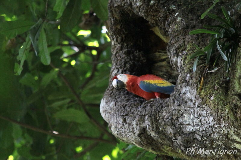 Ara rouge, identification