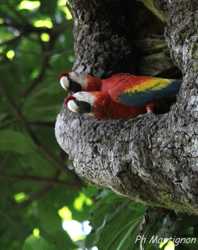 Scarlet Macawadult