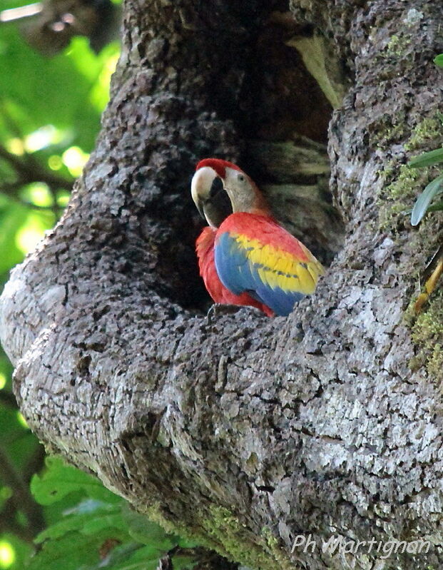 Scarlet Macaw, identification