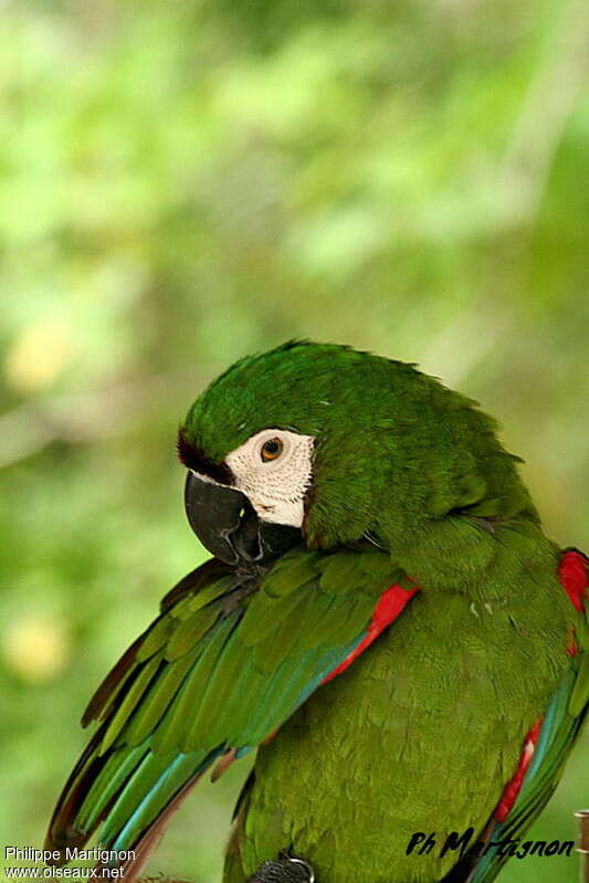 Chestnut-fronted Macawadult, close-up portrait