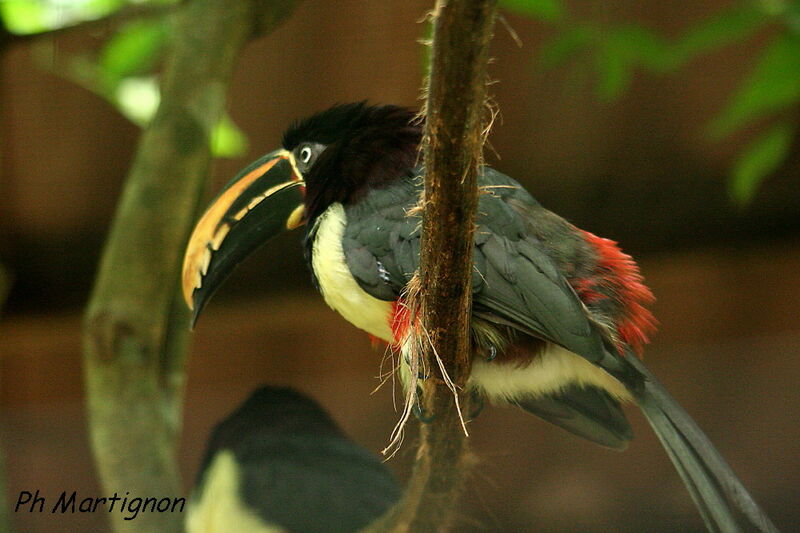 Araçari grigri, identification