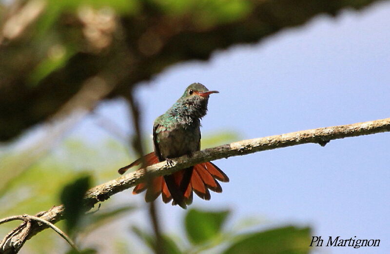 Rufous-tailed Hummingbird