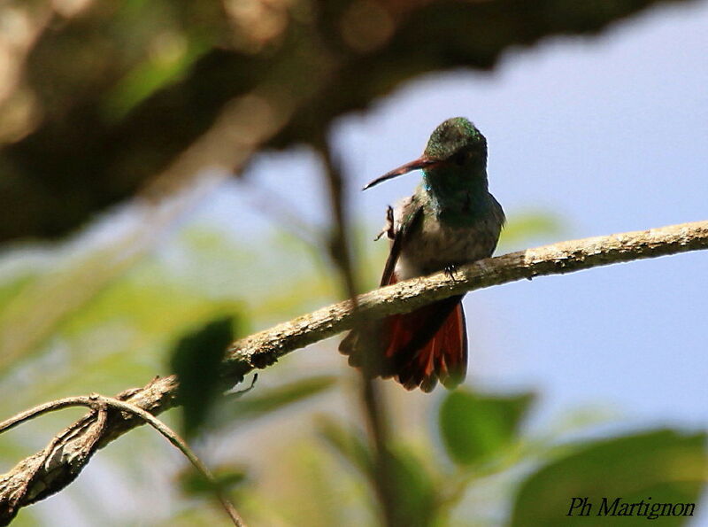 Rufous-tailed Hummingbird