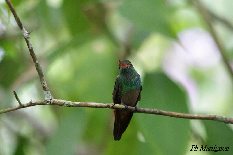 Rufous-tailed Hummingbird