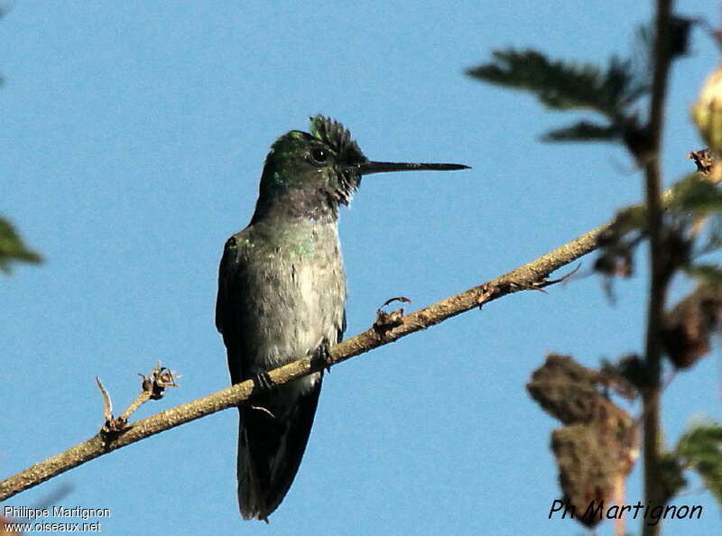 Mangrove Hummingbird female, identification