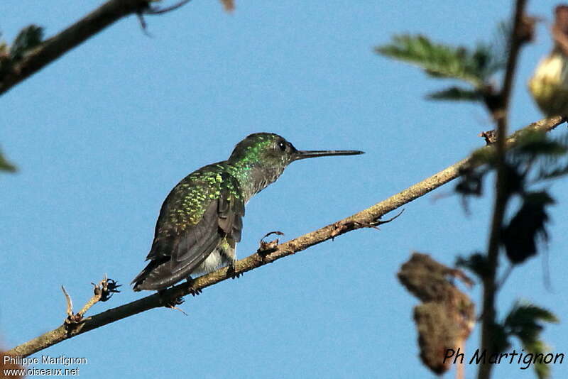 Mangrove Hummingbird female, pigmentation