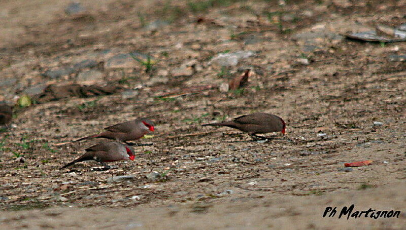 Black-rumped Waxbill