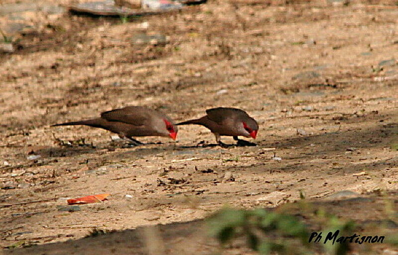 Black-rumped Waxbill