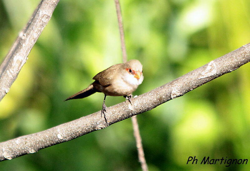 Common Waxbill, identification