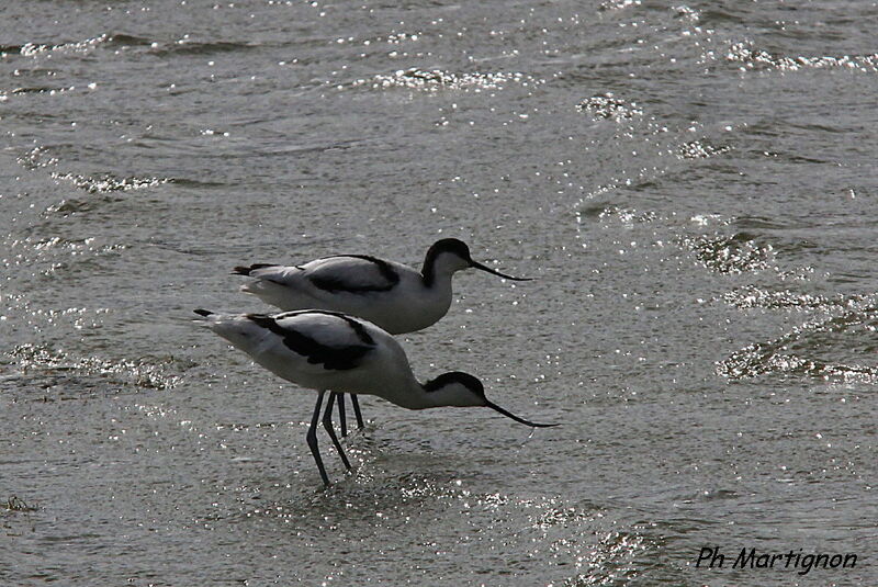 Avocette élégante, identification