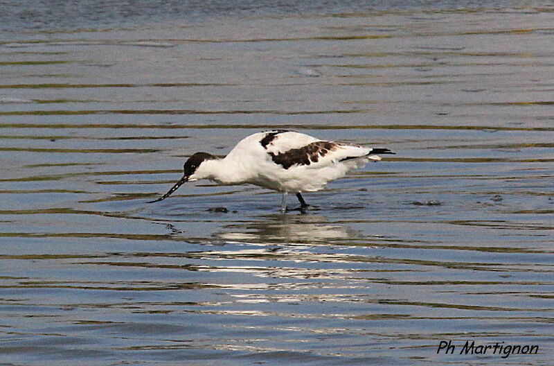 Avocette élégante, identification, pêche/chasse