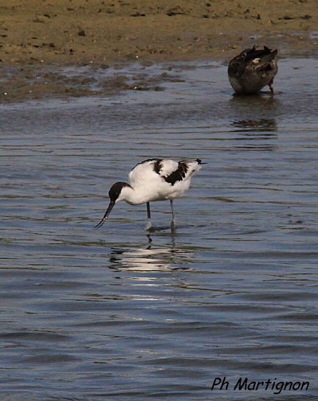 Avocette élégante, identification, pêche/chasse