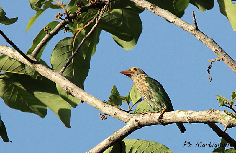 Lineated Barbet, identification