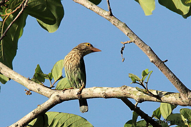 Barbu rayé, identification