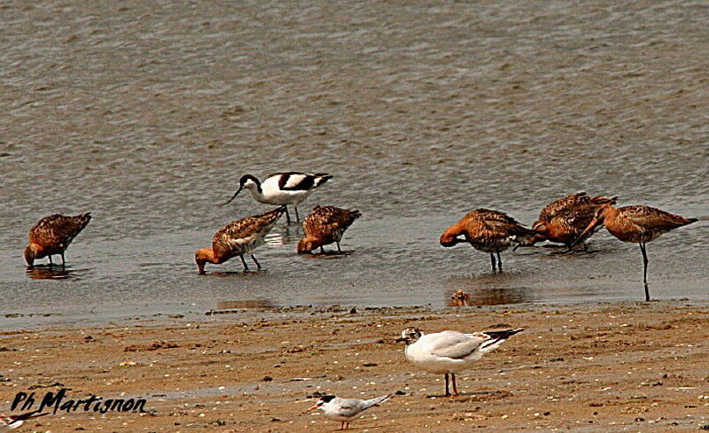 Black-tailed Godwit, identification