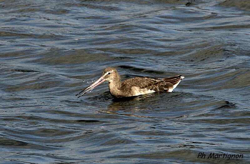 Black-tailed Godwit, identification