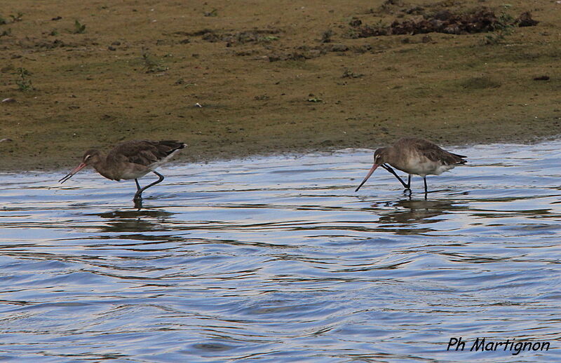 Black-tailed Godwit, identification