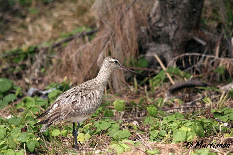 Bar-tailed Godwit, identification