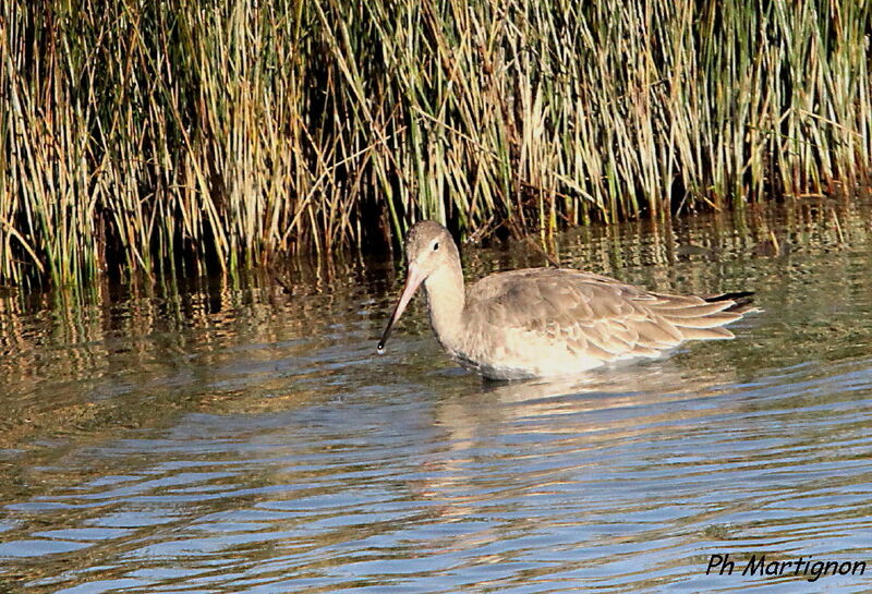 Bar-tailed Godwit, identification