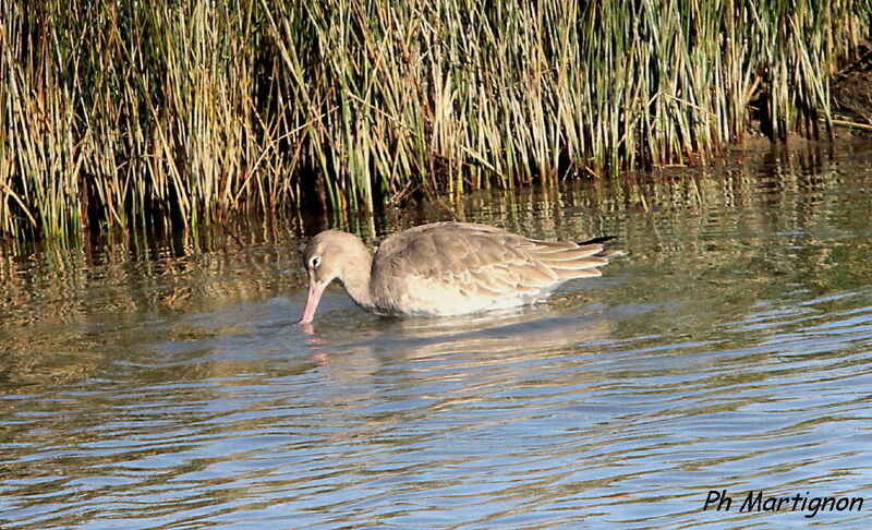 Barge rousse, identification, mange