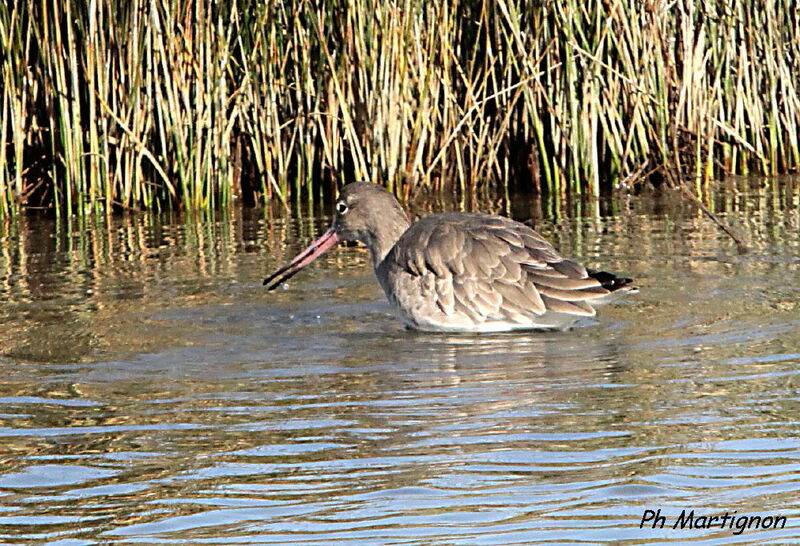 Bar-tailed Godwit, identification