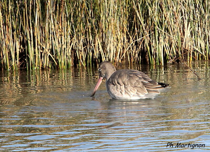 Bar-tailed Godwit, identification, eats