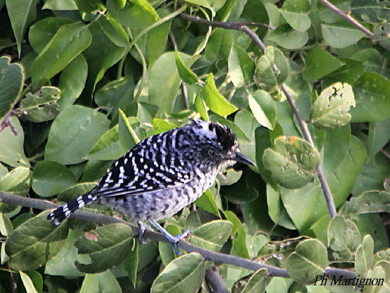 Barred Antshrike, identification