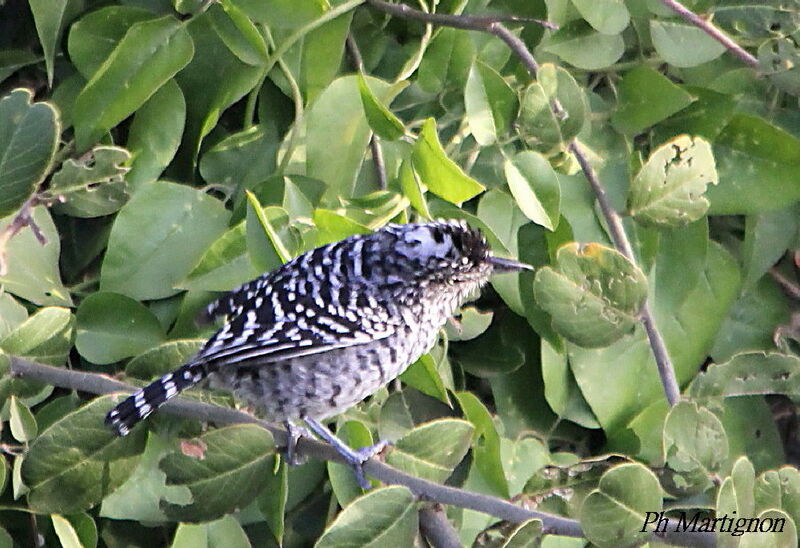 Barred Antshrike, identification