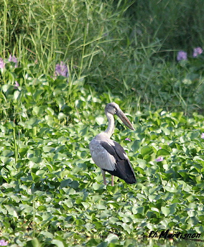 Asian Openbill