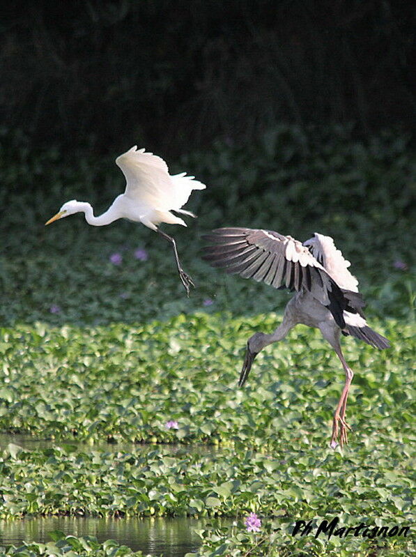 Asian Openbill