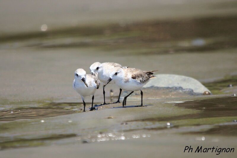 Bécasseau sanderling